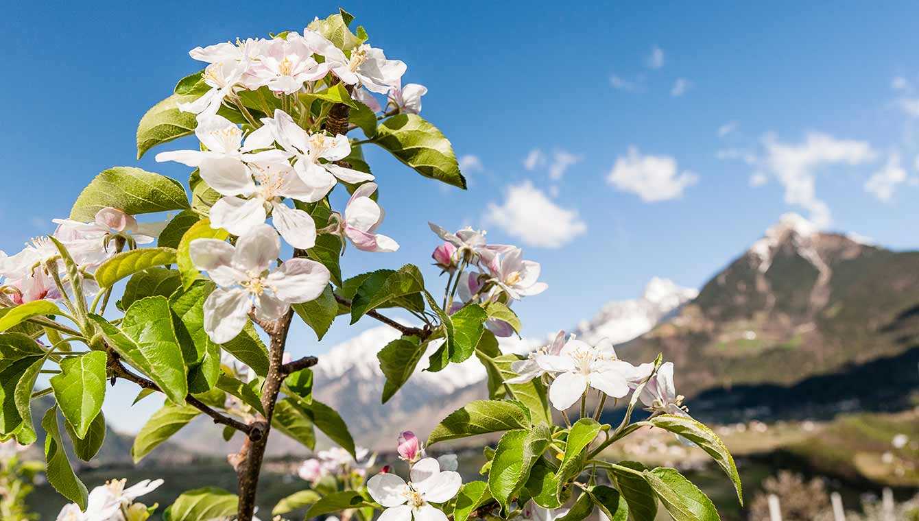 Apfelblüte in Schenna bei Meran